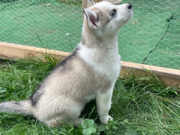 Siberian husky · Hallstavik · Kusby