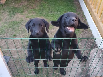 Labrador retriever · Karlstad · Emilia Magnusson