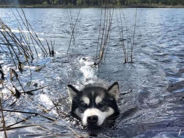 Alaskan malamute · Kil · Cheenik's