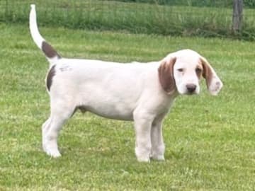American foxhound · Boxholm · Boxholmsjägarens