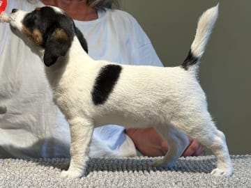 Jack russell terrier · Knivsta · Limelight Kennels