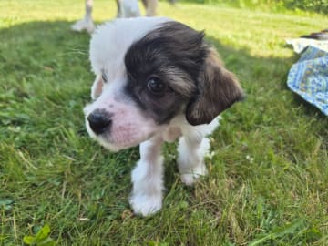 Chinese crested dog · Aneby · Sagolis