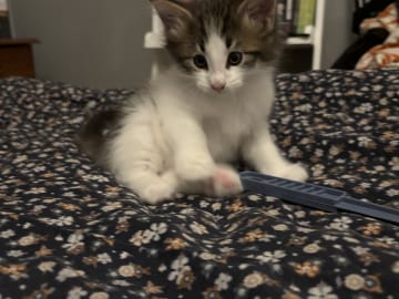 Norwegian Forest · Enköping · Lodahlshjem