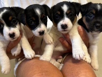 Jack Russell terrier · Knivsta · Limelight Kennels