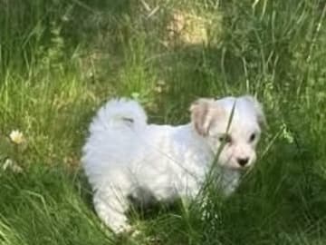 Maltipoo · Havdhem · Mias pälsklingar