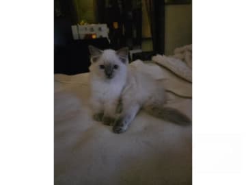 Ragdoll · Vårby · SE*Ragsu's