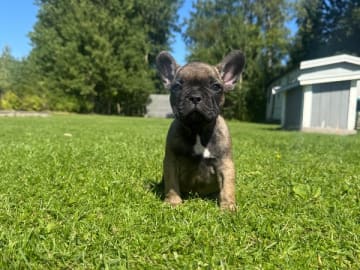 Fransk bulldogg · Grebbestad · Callustus