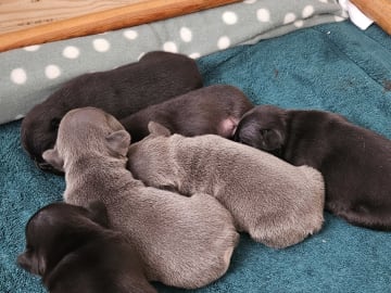 French Bulldog · Munka-ljungby · Skogslyckan