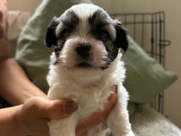 Mix - Maltese/Shih Tzu/Lhasa Apso · Malmö · Kristina Petkovska L.