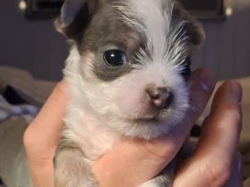 Yorkie malteser shi tzu og chih blanding · Hønefoss · Linda Regine Hauge S.