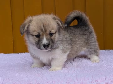 Welsh Corgi Pembroke · Braskereidfoss · Striolin