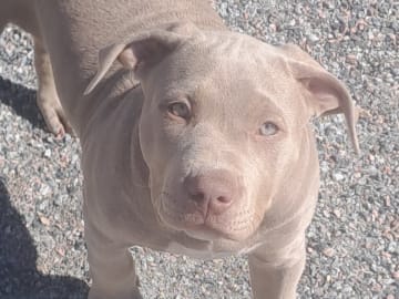 American bully · Torshälla · Privatperson