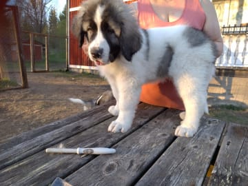 Pyreneisk mastiff · Grängesberg · Dulanilo's