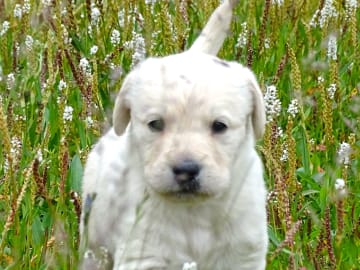 Labradoodle · överkalix · Humlehjarta