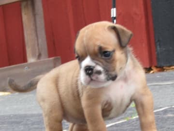 Engelsk bulldog · Rånäs · Maxibull