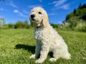 Goldendoodle · Västerlanda · Lugnets kennel