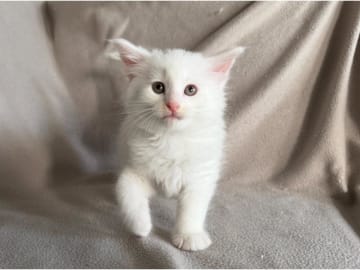 Norwegian Forest · Torslanda · S*Kronängens