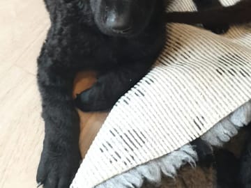 Ing-Maris kennel