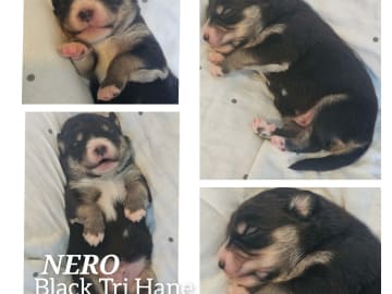 EEVD/ Australian Shepherd · Västra Frölunda · Isabells S.