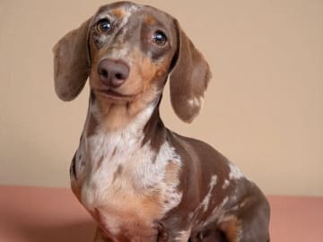 Dachshund · Rimbo · Fru Hasts
