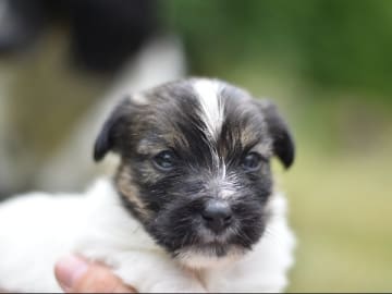 Jack russell terrier · Vaxholm · My Workingdogs