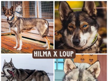 Siberian husky · Sørskogbygda · Dopamine