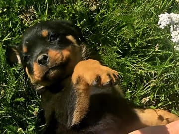 Rottweiler · Klippan · Manfield Farm