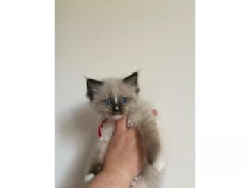 Ragdoll · Hörby · SE*Pillow Cats