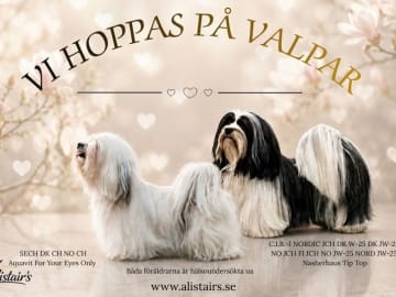 Bichon havanais · Hammarö · Alistair's