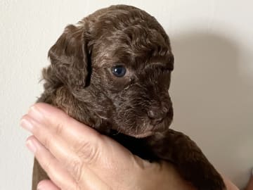 Labradoodle · Skultuna · Björn M.