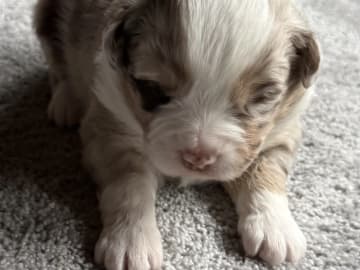 Miniature american shepherd · Beitstad · Rita Iren Dalberg