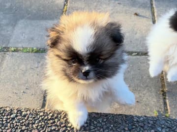 Pomeranian · Södertälje · Marleen S.