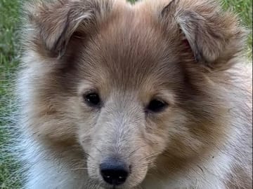 Shetland sheepdog
