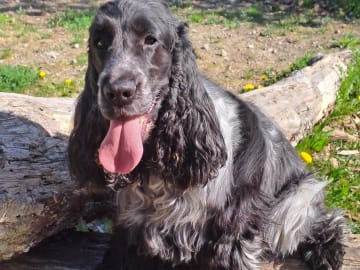 Cocker Spaniel · Färjestaden · Kari K.