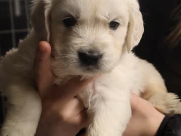 Golden retriever · Tjällmo · Ekbergarn’s  kennel