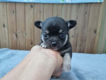 Chihuahua · Hjørring · All Unique