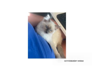 Ragdoll · Saltsjö-Boo · SE*Whitediamondfamily