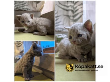 Devon Rex · Filipstad · SE*Älvbrons