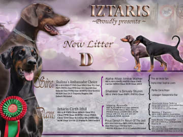 Dobermann · Skippinge · Iztaris