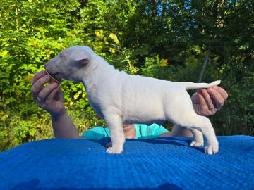 Miniature Bull Terrier · Sylling · Kinga György