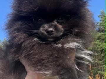 PomchiPaws