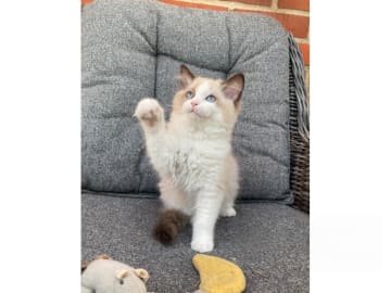 Ragdoll · Svalöv · SE*Lovella’s