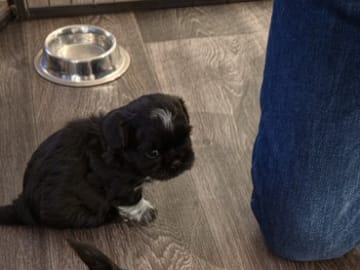 Shih Tzu · Helsinge · House of Shih-Tzu
