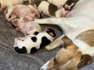 Danish Swedish Farmdog · Hemsedal · Kristin Lysne Larsen