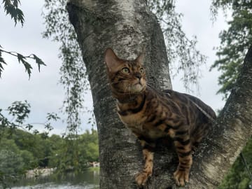 Bengal · Göteborg · BengalLeo