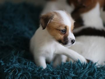 Jack russell terrier · Hindås · Raaw