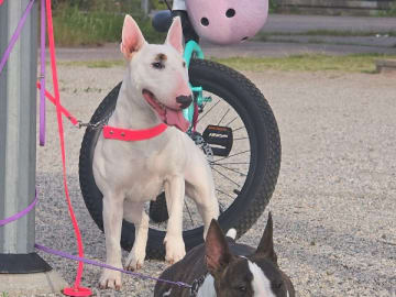 Miniature bull terrier · Västerås · Beyond Heaven