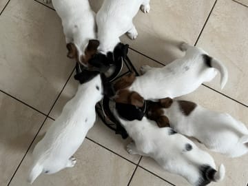 Cahabas