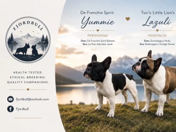 Fransk bulldog · Brønnøysund · Camilla Pigato Lillehorn