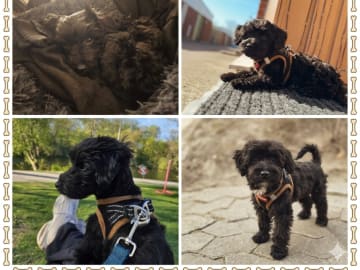 Maltipoo · Norrköping · Daniel A.